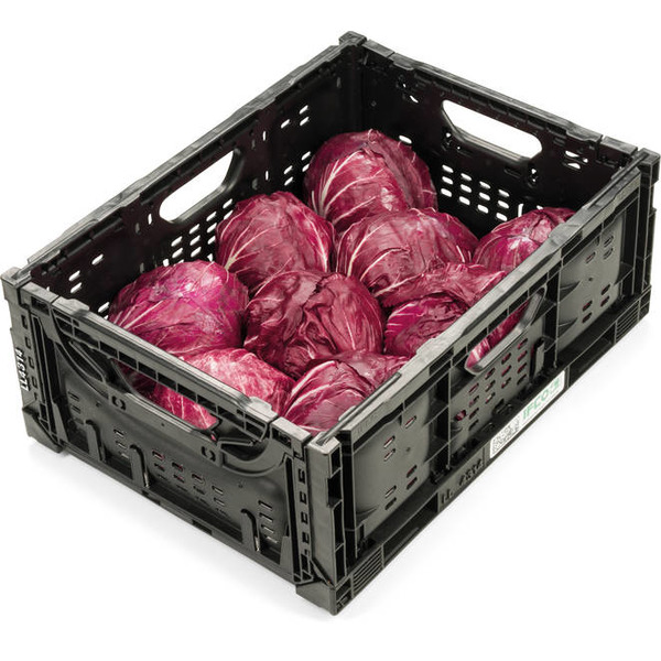 Radicchio rot per KG