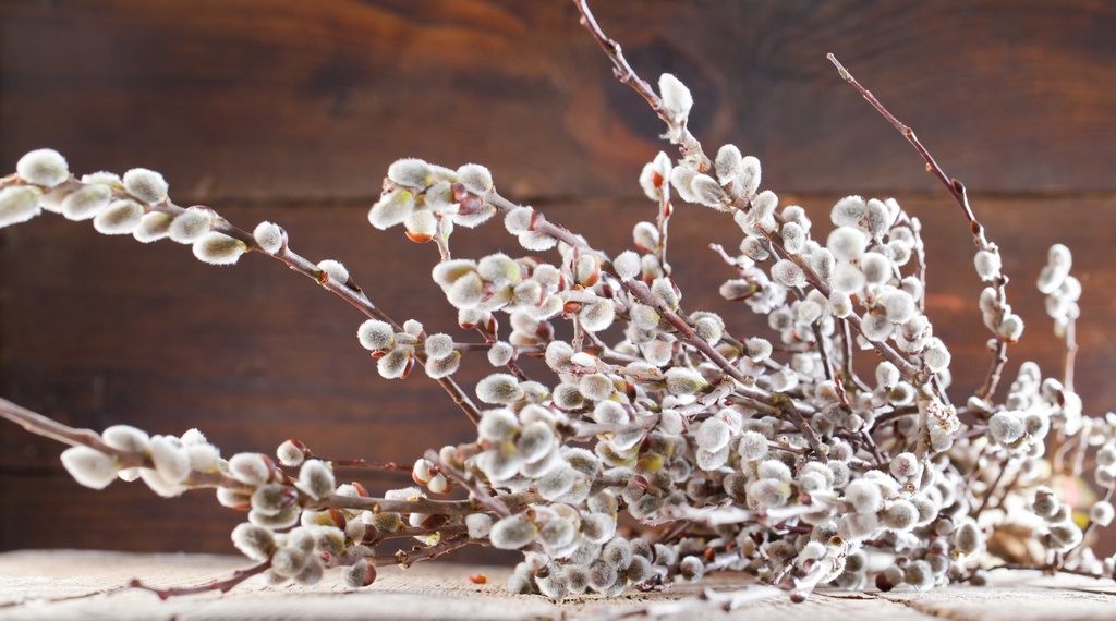 Steirische Palmkätzchen ca. 90- 95 cm Bund (geeignet für Bodenvasen)