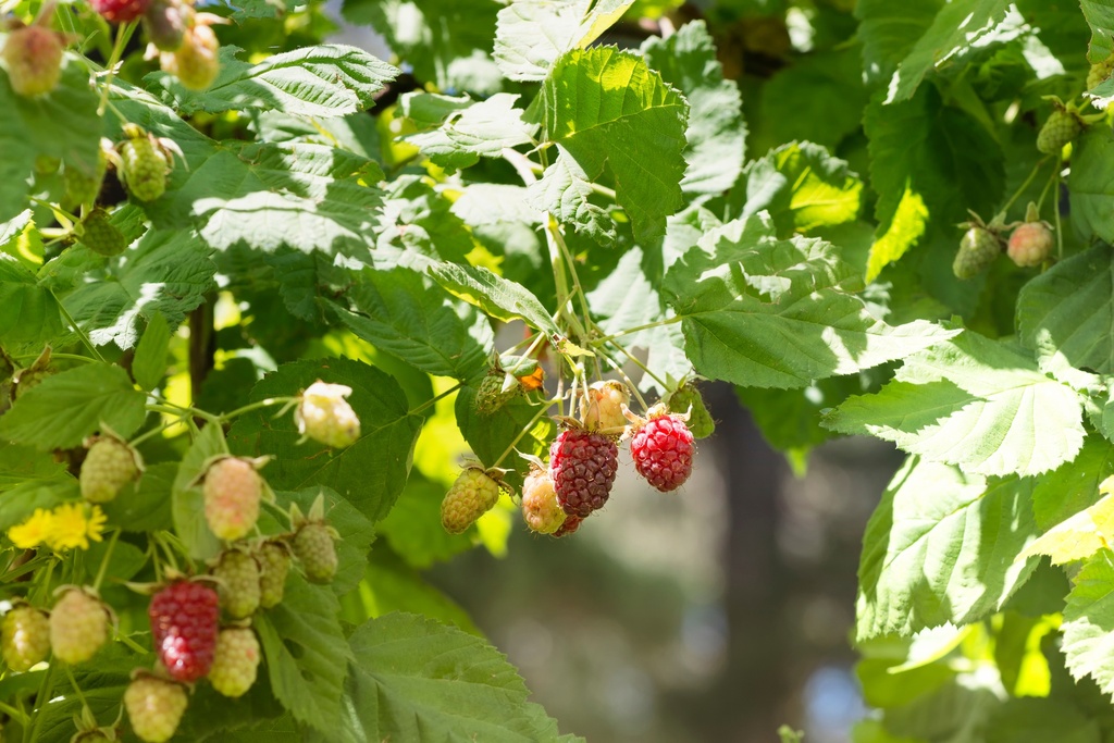 Obst Sträucher