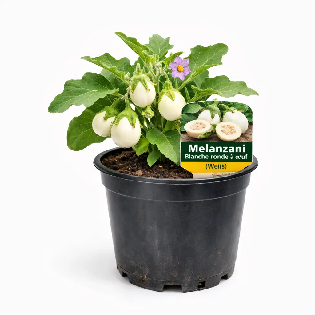 Melanzani Blanche ronde a oeuf (Weiß) (April)