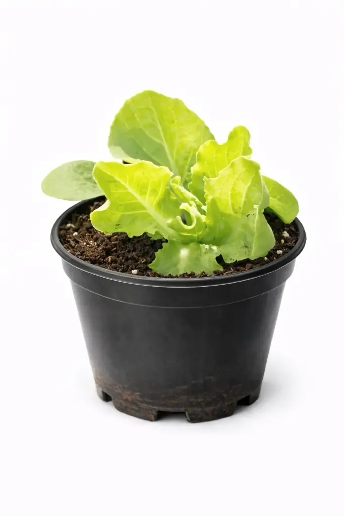 Salat Grün  (März und April)