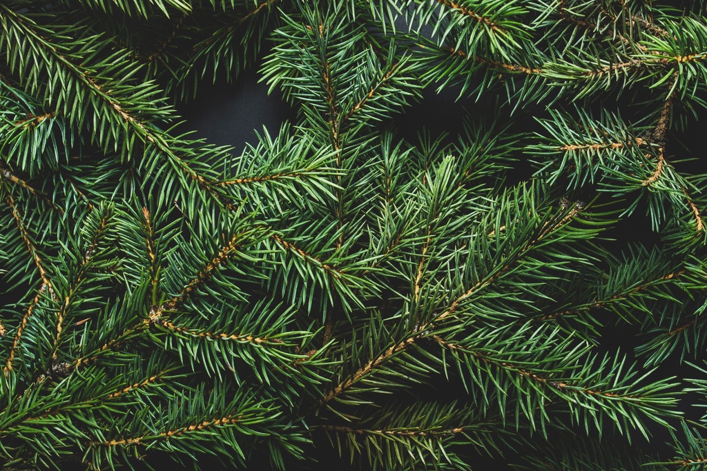 Tanne Bund ca. 4 kg ca70cm