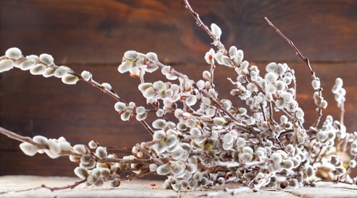 Steirische Palmkätzchen ca. 90cm Bund (geeignet für Tischvasen)