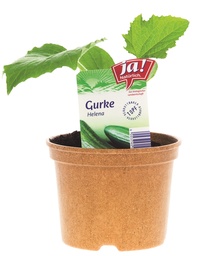 Ja! Natürlich Bio Gurken-, Melanzani-, Zucchini-Jungpflanzen (12 Töpfe)