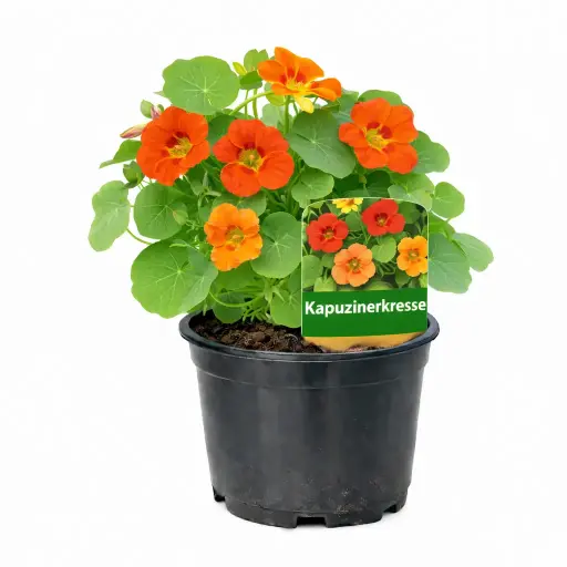 Kapuzinerkresse Kapuzinerkresse